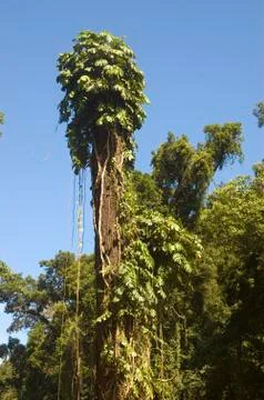 Big tree Stock Photos