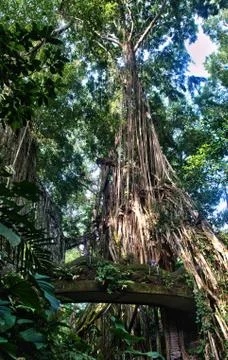 Big tree 写真素材