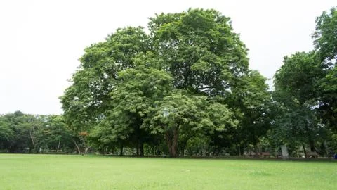 Big tree Stock Photos
