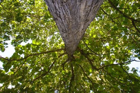 Big tree Stock Photos