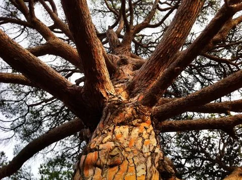 Big tree Stock Photos