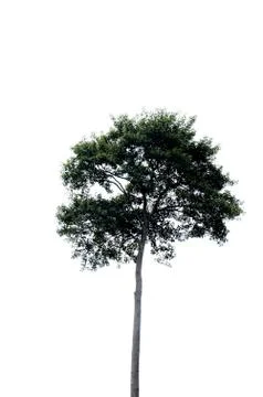 Big tree Stock Photos