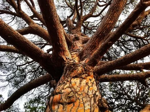 Big tree Stock Photos