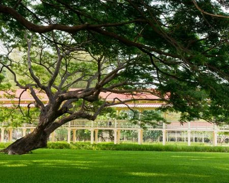 Big tree Stock Photos