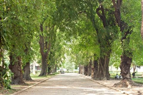 Big tree Stock Photos