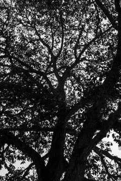 Big tree Stock Photos