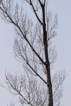 Big tree Stock Photos