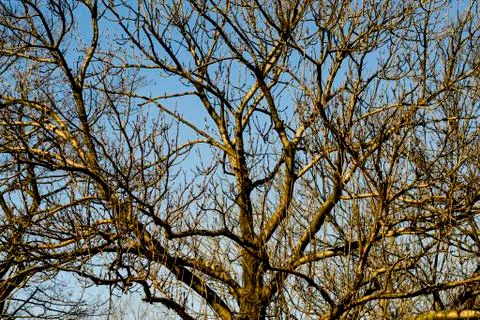 Big tree Stock Photos