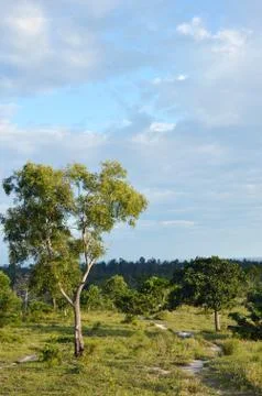 Big tree Stock Photos