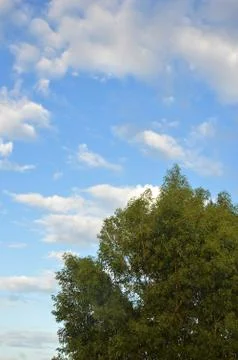 Big tree Stockfoto's