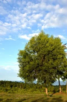 Big tree 写真素材