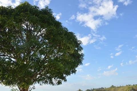 Big tree 写真素材