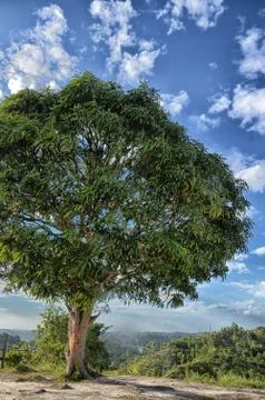 Big tree Photos