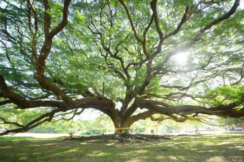 Big tree Stock Photos