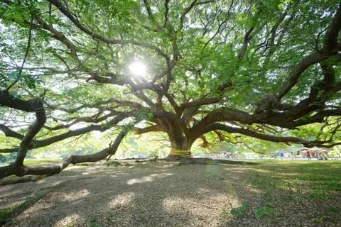 Big tree Stock Photos