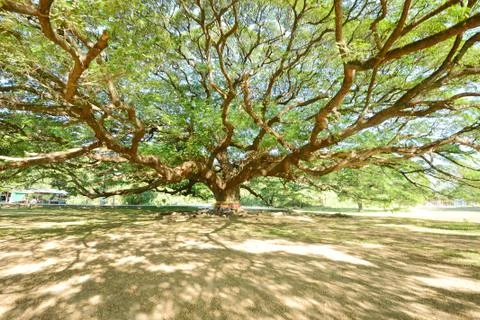 Big tree Stock Photos