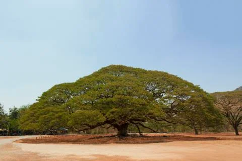 Big tree Stock Photos