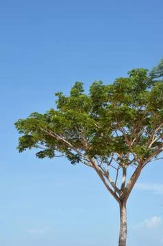 Big tree Stockfoto's