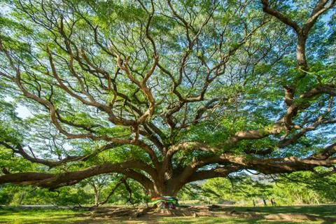 Big tree Stock Photos