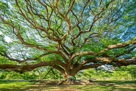 Big tree Stock Photos