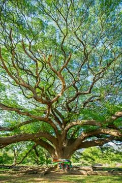 Big tree Stock Photos