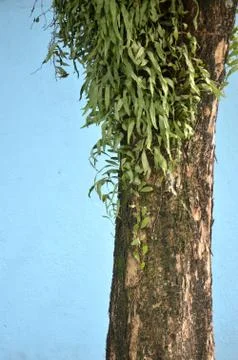 Big tree Stock Photos