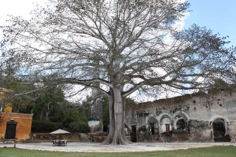 The big tree Stock Photos