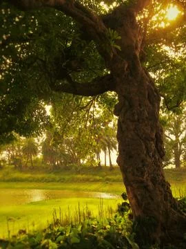 The big tree Stock Photos