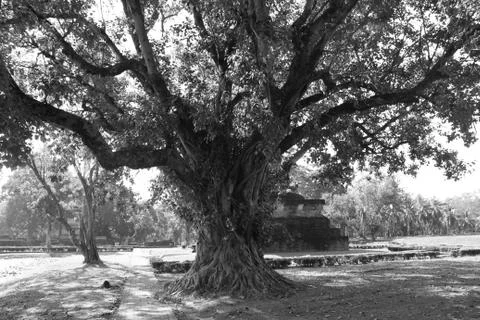 The big tree Stock Photos