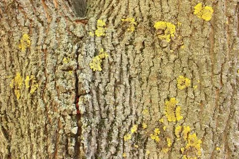 Big tree Stock Photos