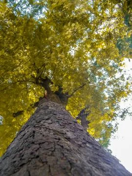 The big tree Stock Photos