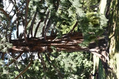 A big tree Stock Photos