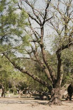 A big tree Stock Photos