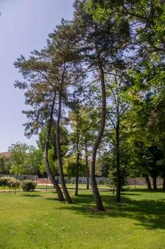 Big tree 스톡 사진