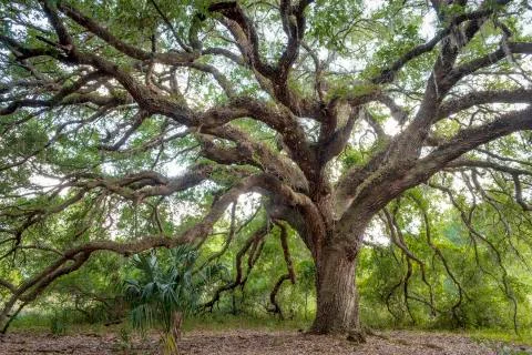 Big Tree Stock Photos