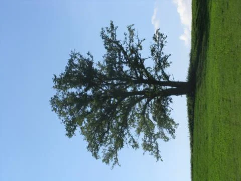 Big Tree Stock Photos