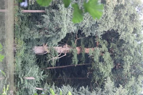 Big tree Stock Photos