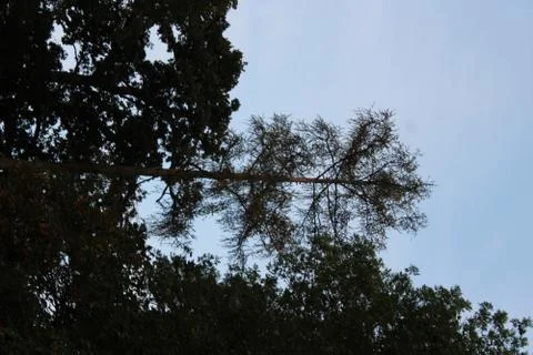 Big tree. Stock Photos