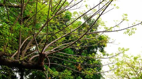 Big tree Stock Photos