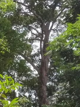 BIG TREE 🎄 Fotos de archivo