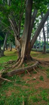 Big tree Stock Photos