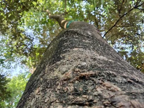 Big tree Stock Photos
