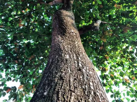 Big tree Stock Photos