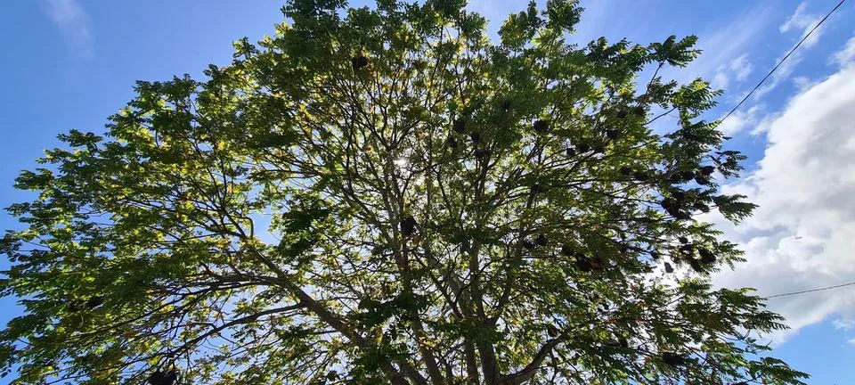 Big Tree Stock Photos