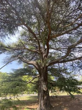 Big Tree Stock Photos