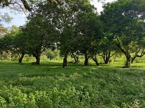 Big tree Stock Photos