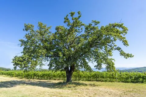 Big tree Stock Photos