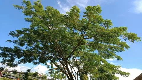 Big tree Stock Photos