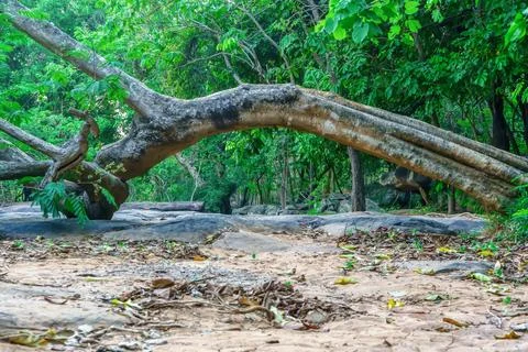 Big tree 스톡 사진