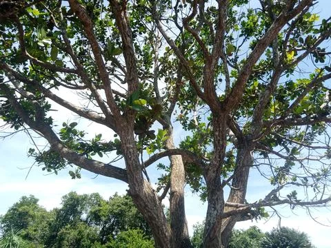Big Tree Stock Photos